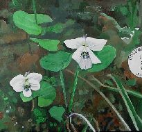 painting of Sweet White Violet