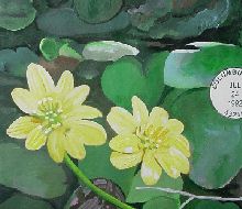 painting of Marsh Marigold