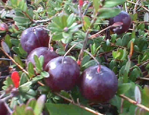 Cranberries in Calais, Maine