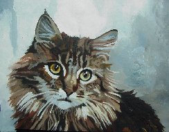 A Maine Coon Cat